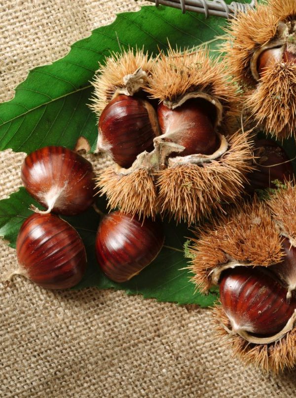 Castagne 1 E1587560119335