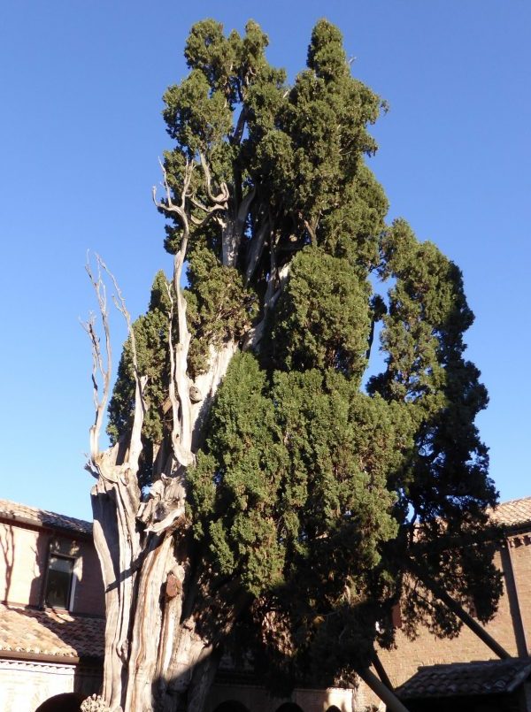 Cipresso Verucchio Scaled E1587561057635