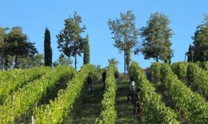 Tenuta Saiano Vini